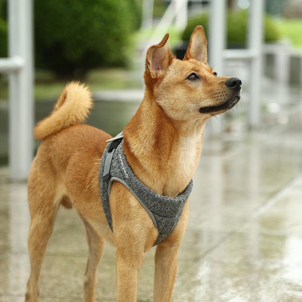PETKIT Air Pro Dog Harness